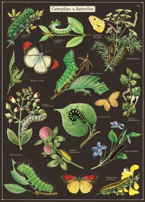 Caterpillars & Butterflies Wrap