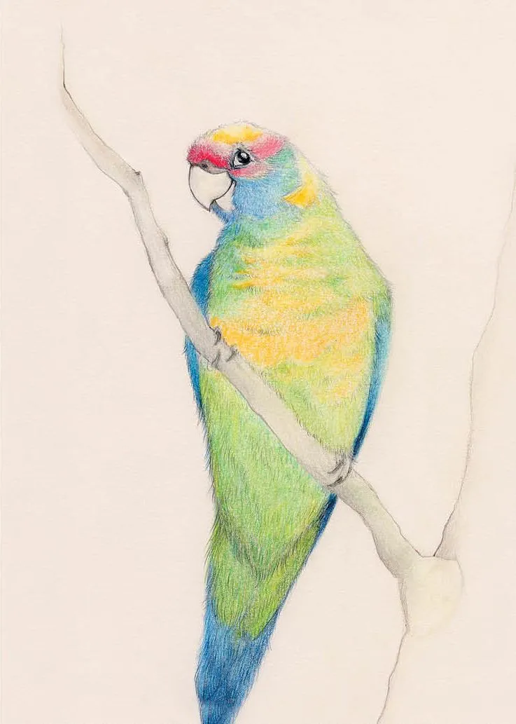 Greeting Card - Ringneck Parrot